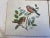 This set of six (6) Vintage Lady Clare Placemats of Birds are absolutely stunning and colorful — especially considering...
