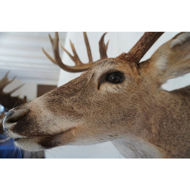White Tail Deer Head & Shoulder Mount For Sale - Image 12 of 18