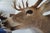 White Tail Deer Head & Shoulder Mount For Sale - Image 12 of 18