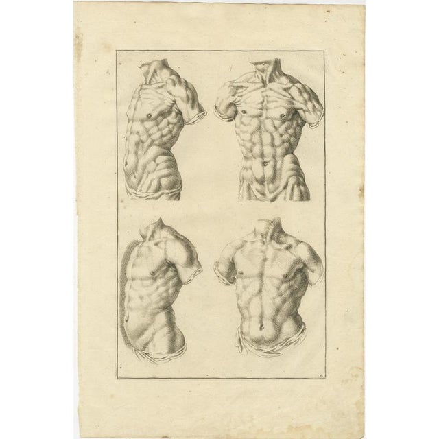 Male Torso Studies after de Lairesse German Academic Anatomy c1745 This finely engraved academic anatomy plate originates...