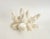 Natural Catspaw Coral Specimen For Sale - Image 4 of 9