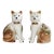 Pair of Staffordshire English Porcelain Cats With Painted Pheasants For Sale