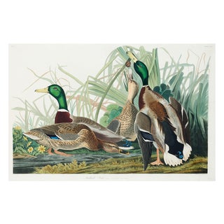Mallard Duck, Vintage Art Print Reproduction From Birds of America by John James Audubon, 36" X 24" For Sale