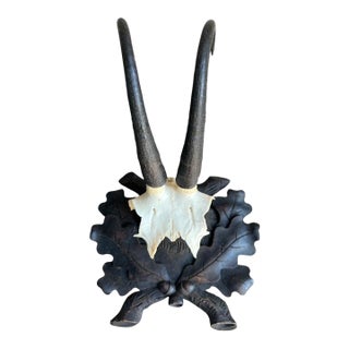Early 1900s Chamois Trophy Rd182 Black Forest Antlers For Sale