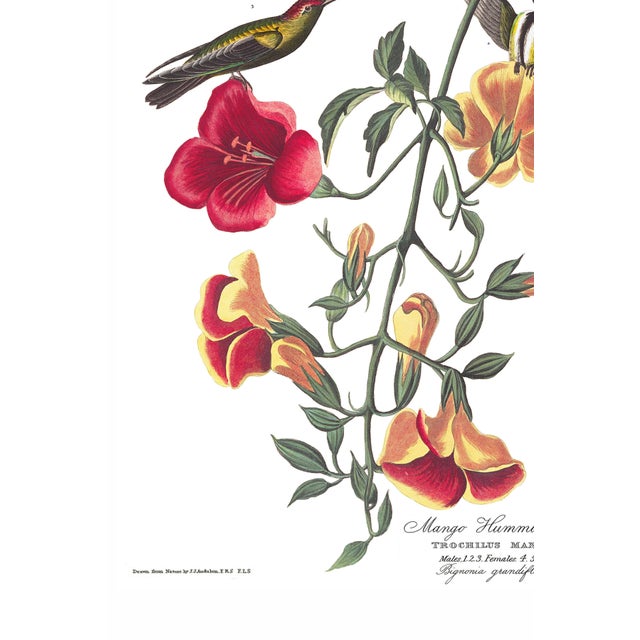 John James Audubon Mango Hummingbird, Museum Style Audubon Bird Print, 24" X 36" For Sale - Image 4 of 11