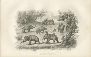 D'Urville, An Elephant Hunt, 1853, Print
