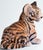 Val's Dollhouse is proud to present a one-of-a-kind vintage terra cotta tiger cub, hand painted and glazed in Italy....