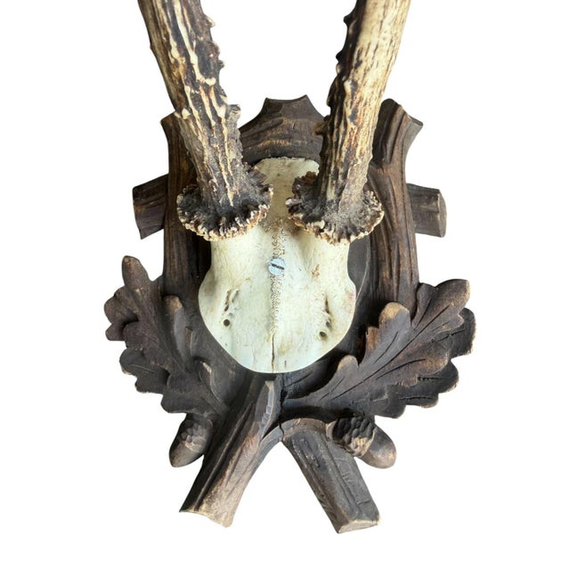 Cabin 1910s Roe Deer Trophy 118 Black Forest Antlers For Sale - Image 3 of 5