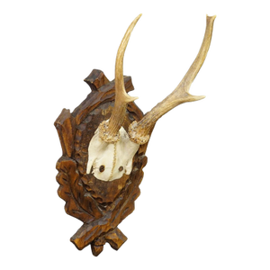 Antique Black Forest Red Deer Trophy on Carved Plaque Ca. 1930s