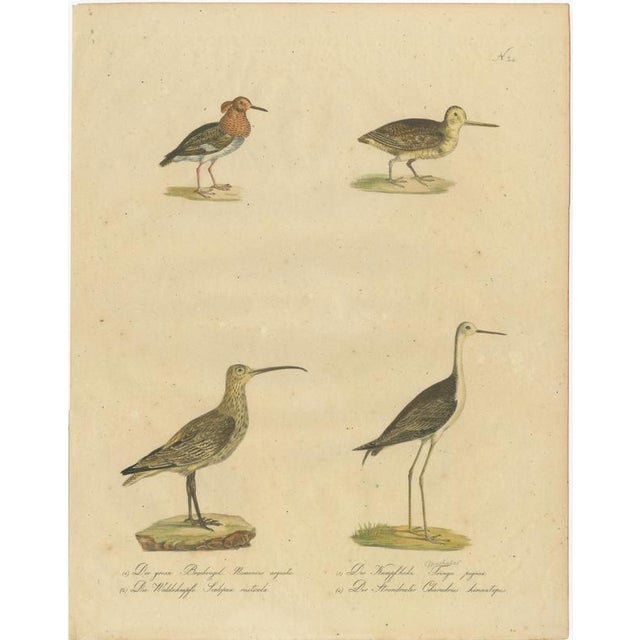 Brodtmann, Shorebirds, Jacana & Water Rail Pair, Hand-Colored Lithographs, 1816, Set of 2 For Sale - Image 11 of 12