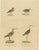 Brodtmann, Shorebirds, Jacana & Water Rail Pair, Hand-Colored Lithographs, 1816, Set of 2 For Sale - Image 11 of 12