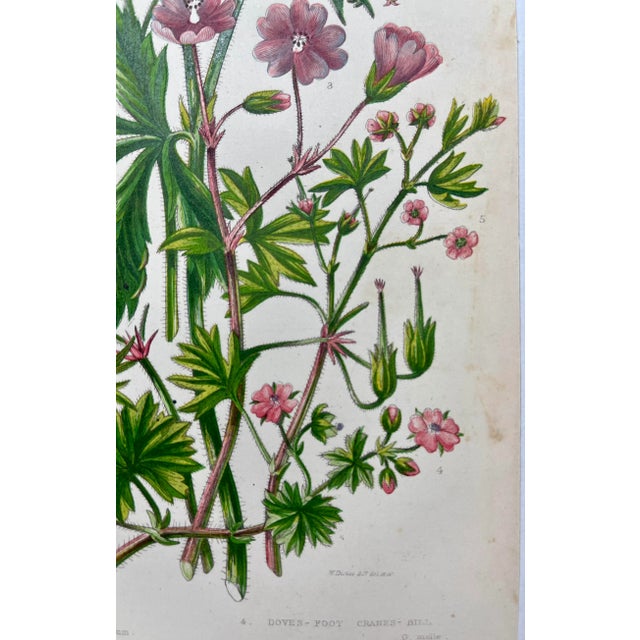 Antique Hand Colored Botanical Print /Illustration by W Dikes Co Demonstrating Various Types of Cranes-Bill Flowers From England- Circa 1870 For Sale In Dallas - Image 6 of 12