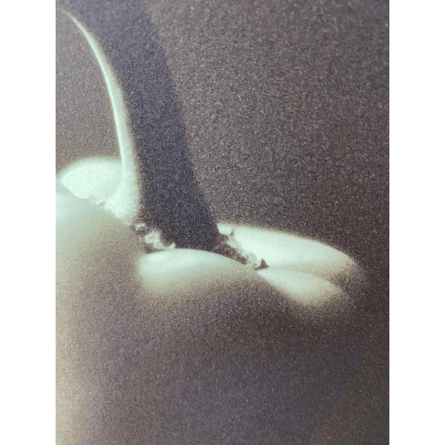 Framed Signed Art Image Dramatic Bell Pepper For Sale - Image 12 of 12