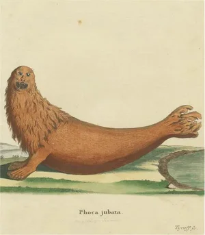 Johann Elias Ridinger, Steller Sea Lion, Paper