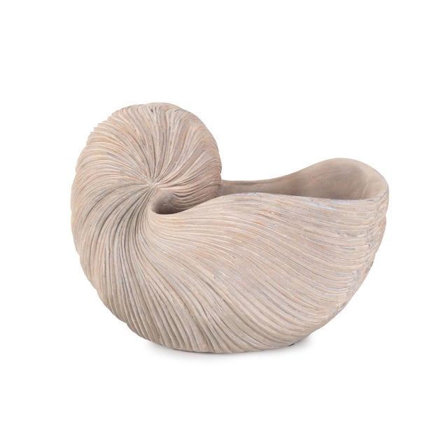 Brown Nautilus Shell For Sale - Image 8 of 11