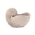 Brown Nautilus Shell For Sale - Image 8 of 11