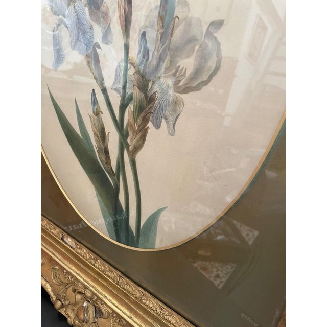 Emily Stackhouse, Schwertlilie, 1864, Watercolor on Paper, Framed For Sale - Image 10 of 12