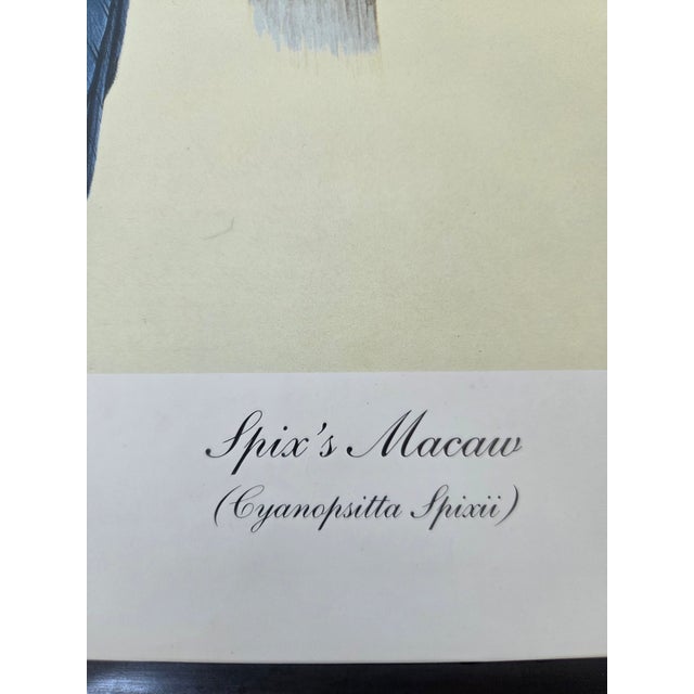 Paper Mid-Century Modern 1988 Eric Peake Spix's Macaw Signed Limited Edition Print For Sale - Image 7 of 9