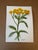 Original artwork, one of a kind signed by the artist. A delicate botanical watercolor highlighting a single yellow...