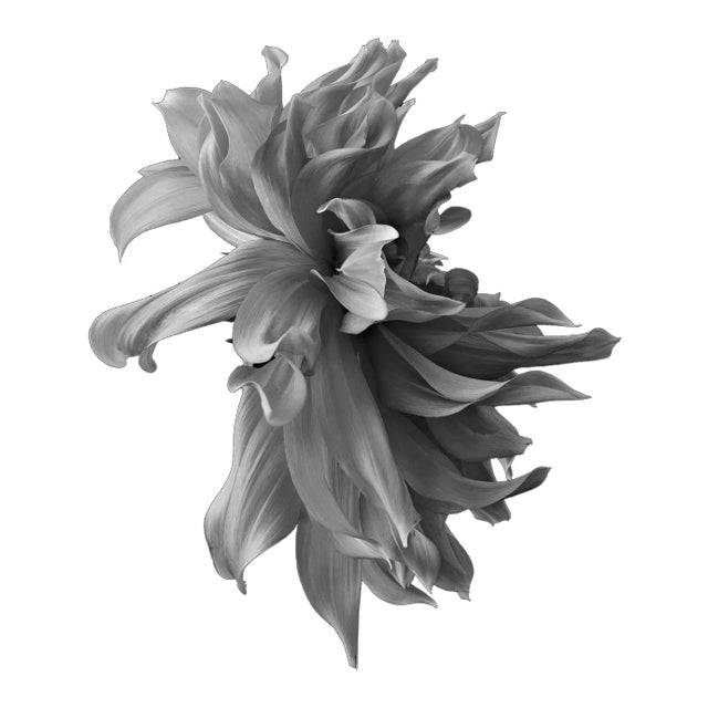 Black Dahlia #1, Black and White, Photography For Sale