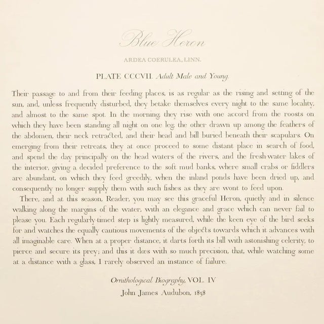1990s Blue Heron or Crane by Audubon, Large American Classical Print For Sale - Image 9 of 11