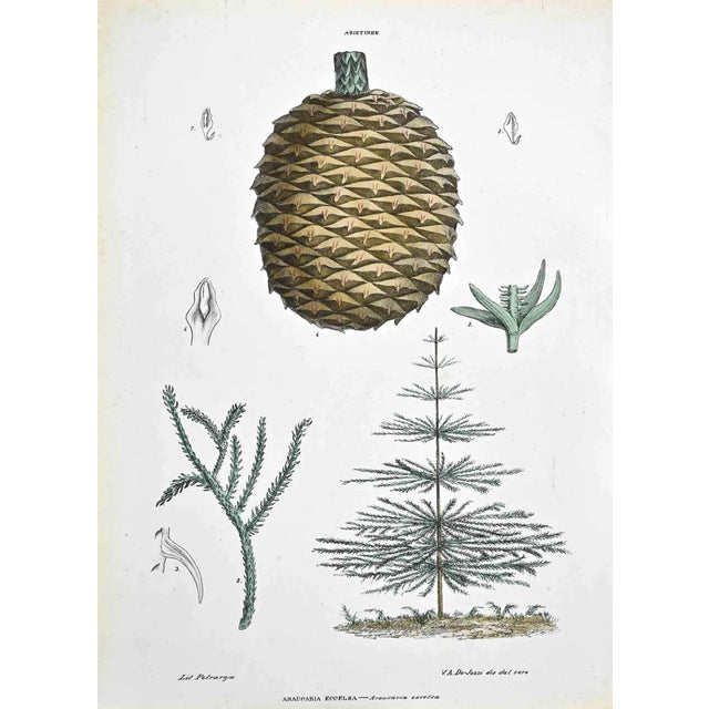 Vincenzo Tenore, The Abietinee, Lithograph, 1870s For Sale