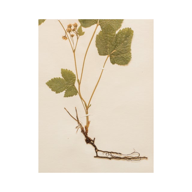 Antique Swedish Herbarium - Stone Bramble, circa 1911