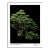 Yatsubusa Hinoki Cypress, Jonathan Singer For Sale