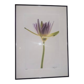 “Paul Solberg Signed Fine Art Photograph, Salute 2006, Limited Edition 20/20, Purple Water Lily Bloom Series Print, Botanical Wall Art” For Sale