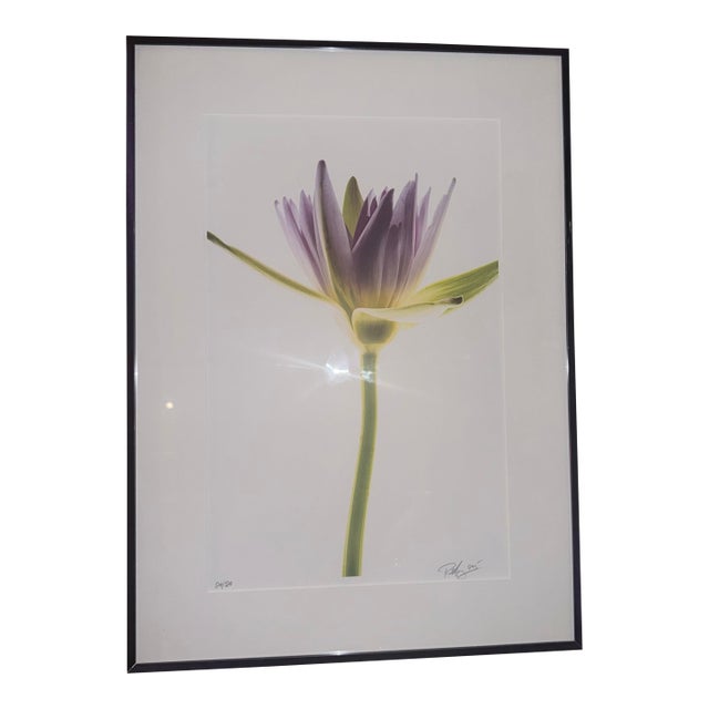 “Paul Solberg Signed Fine Art Photograph, Salute 2006, Limited Edition 20/20, Purple Water Lily Bloom Series Print, Botanical Wall Art” For Sale