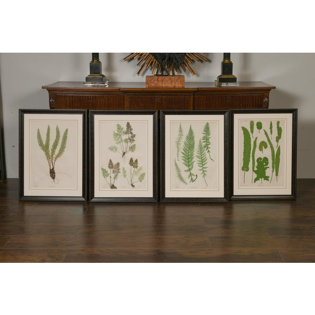 19th Century Set of Four 19th Century English Victorian Nature Printed Ferns in Black Frames For Sale - Image 5 of 12