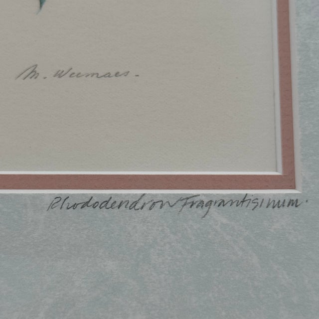 Gray Margot Weemaes 1981 Rhododendron Fragrantissimum Botanical Portfolio Print For Sale - Image 8 of 11