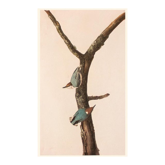 1966 Vintage Farmhouse Cottage Style Print "Brown-Headed Nuthatch" After John James Audubon For Sale