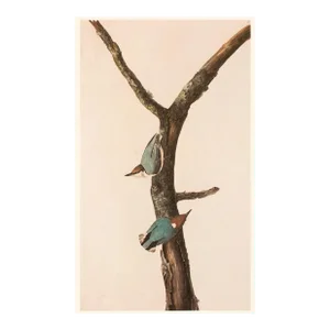 1966 Vintage Farmhouse Cottage Style Print "Brown-Headed Nuthatch" After John James Audubon