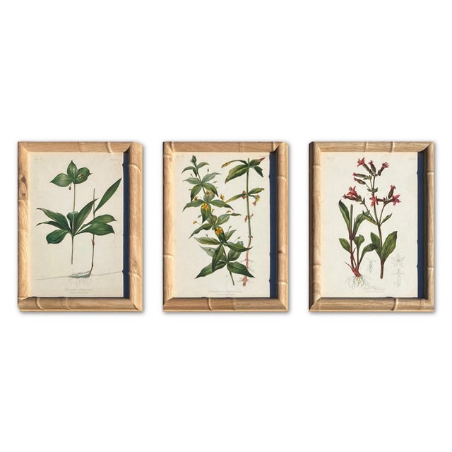 Victorian Framed Botanical Chromolithographs Set of 9 — “Wild Flowers of America”, Volume Ii, L. Prang & Co., Boston (C. 1878) For Sale - Image 3 of 18