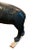 1940s Americana Folk Art Hand-Carved Wood Bear Statue For Sale In Aspen - Image 6 of 7
