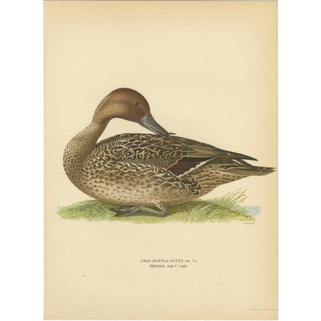 Vintage Pintail Duck Lithograph of Northern Pintail Anas Acuta, Sweden, 1929 For Sale - Image 9 of 9