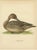 Vintage Pintail Duck Lithograph of Northern Pintail Anas Acuta, Sweden, 1929 For Sale - Image 9 of 9