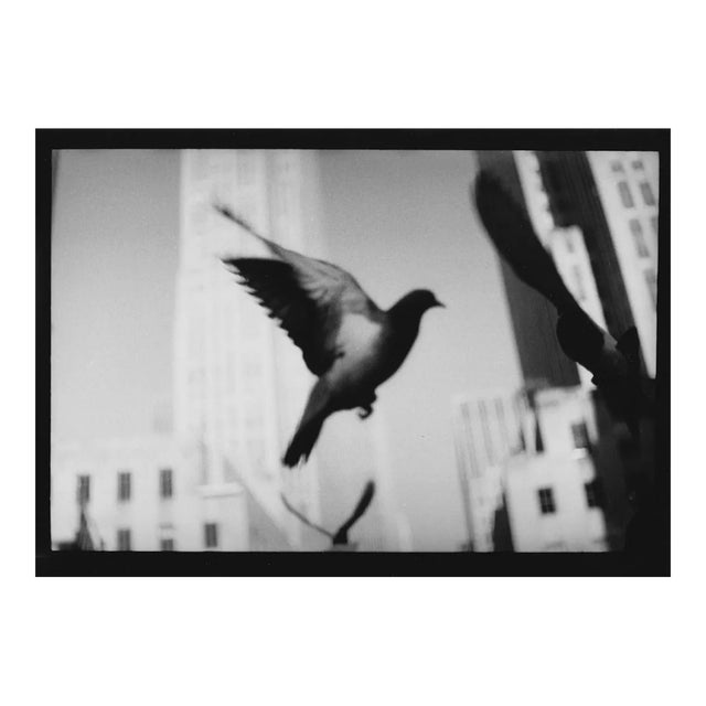 Untitled #23, Pigeon Ny Landscape From New York, Black and White Photography, 2018 For Sale
