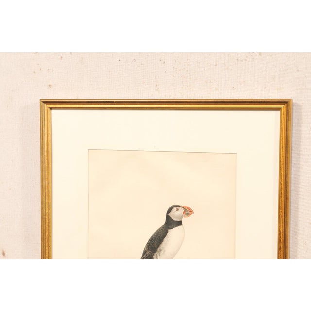 Early 20th Century Swedish Framed Puffin Lithograph, C. 1920 For Sale - Image 11 of 11