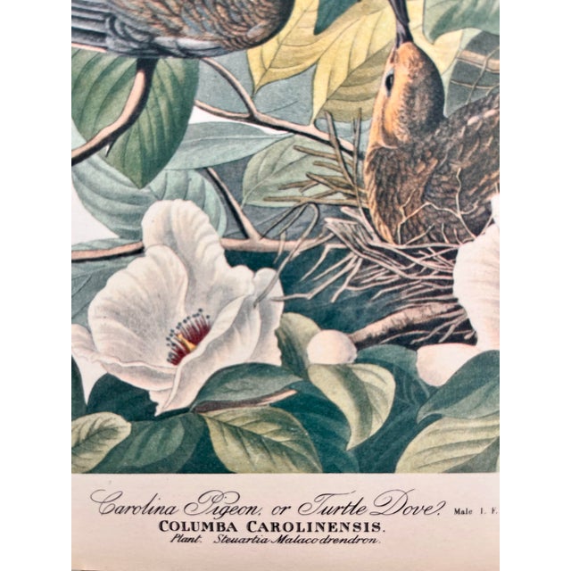 Paper 1964 Audubon Folio Lithograph Great Bird Paintings – “Carolina Pigeon or Turtledove” 17x14 For Sale - Image 7 of 8