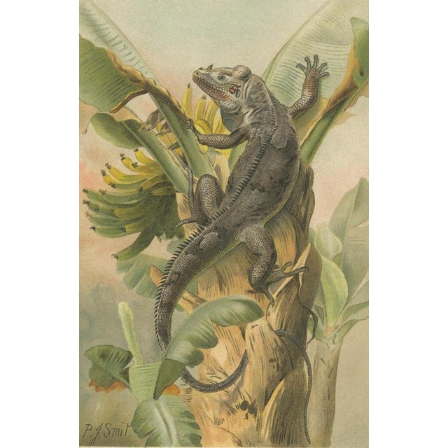 P. J. Smit, The Black Iguana on Banana Tree, 1895, Color Lithograph For Sale - Image 4 of 9