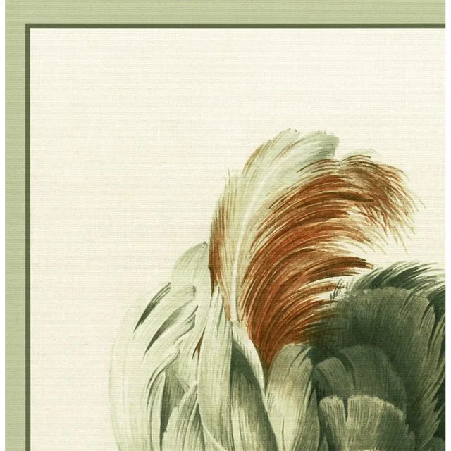 After 1750s Aert Schouman, Cockatoo Head Study, XL Print N2 For Sale - Image 4 of 8