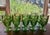 Fostoria Green Moonstone Wine Glasses Set 4 For Sale - Image 9 of 12
