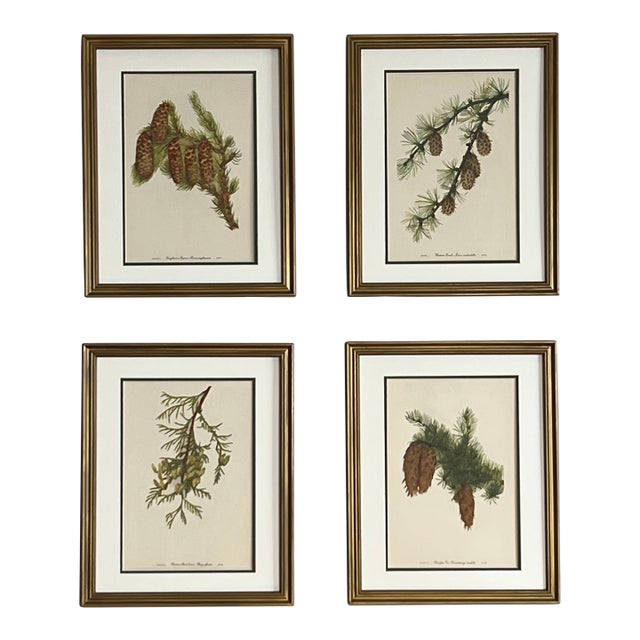 Vintage Tree Botanicals- Framed Set of 4- Authentic Vintage 1963 For Sale