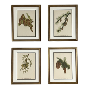 Vintage Tree Botanicals- Framed Set of 4- Authentic Vintage 1963