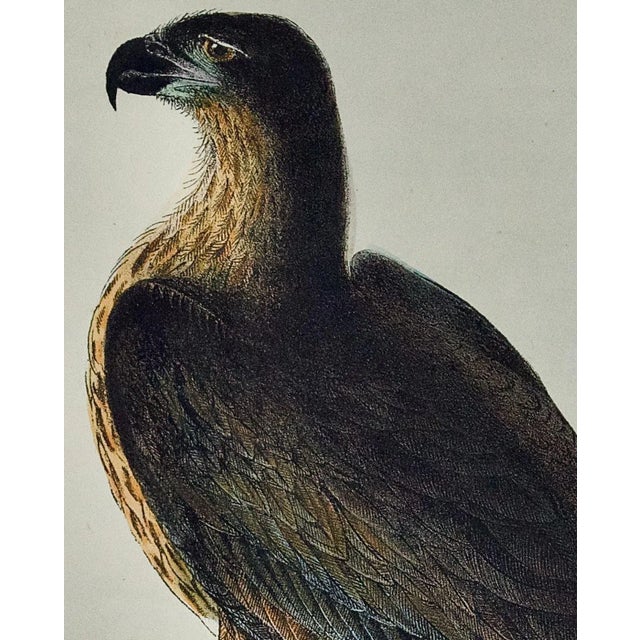 Realism "Washington Sea Eagle": An Original Audubon Hand-Colored Lithograph, 1856 For Sale - Image 3 of 4