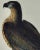 Realism "Washington Sea Eagle": An Original Audubon Hand-Colored Lithograph, 1856 For Sale - Image 3 of 4