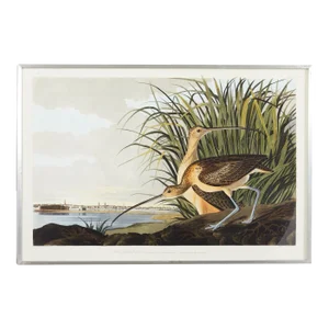Audubon Long Billed Curlew Plate #231 Havell Oppenheimer Edition