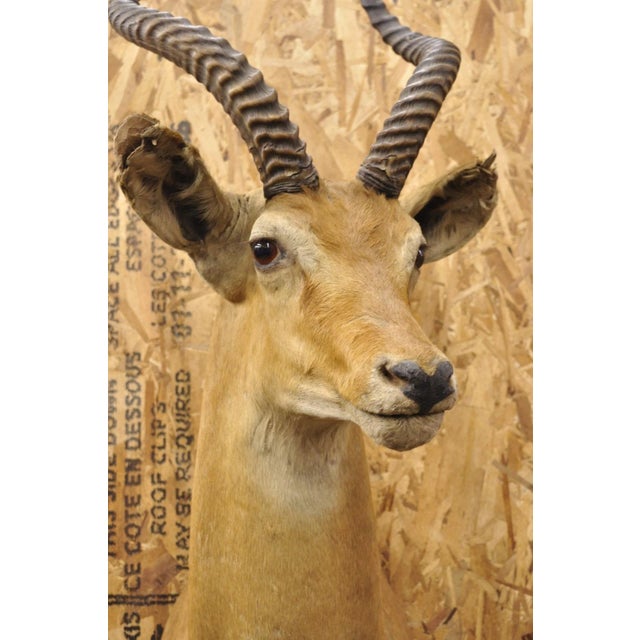 Rustic Vintage African Impala Shoulder Mount Wall Taxidermy Man Cave Lodge Home Decor For Sale - Image 3 of 18